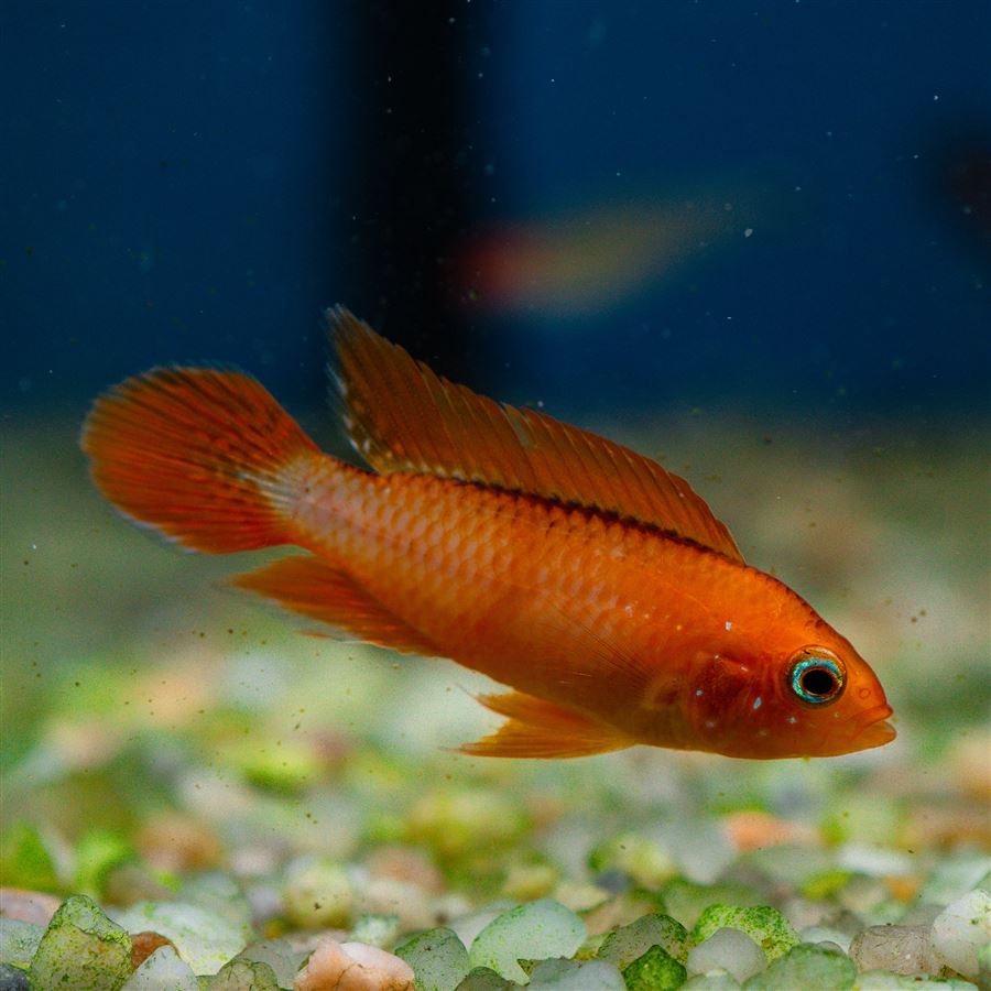 NEZOBRAZOVAT