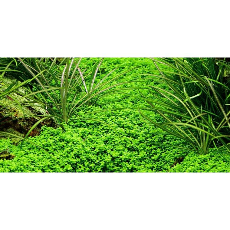 Hemianthus callitrichoides