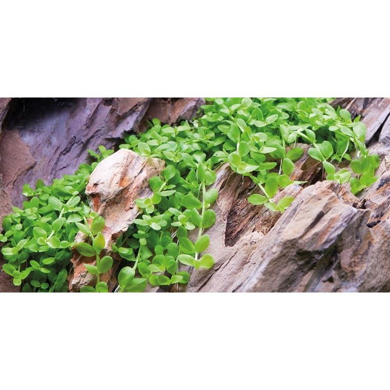 Micranthemum "Monte Carlo" 1-2 Grow!