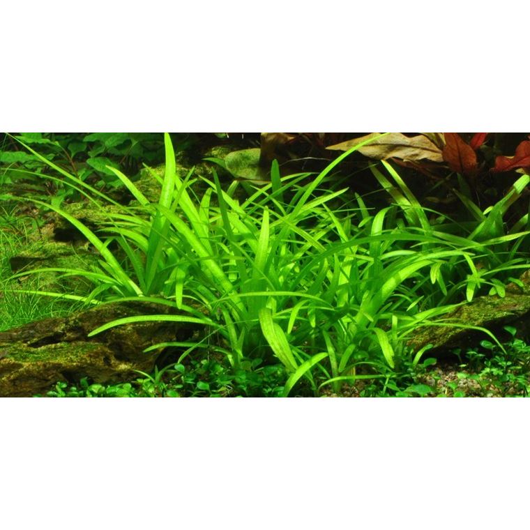 Tropica Sagittaria subulata 'Needle Leaf' In-Vitro 1-2 Grow!