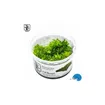 Tropica Riccardia chamedryfolia 1-2 Grow!