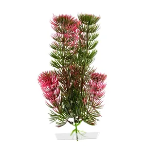 Rostlina Red Anacharis 18-21 cm