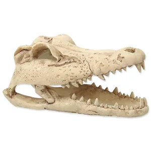 Dekorace krokodýlí lebka