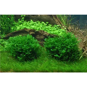 Tropica Monosolenium tenerum 1-2 Grow!