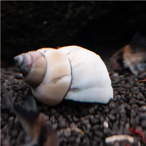 Filopaludina white