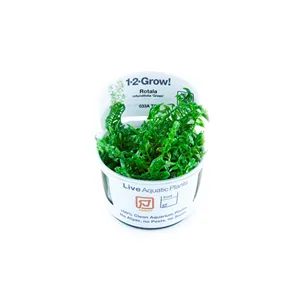 Tropica Rotala rotundifolia ’Green’ 1-2 Grow!