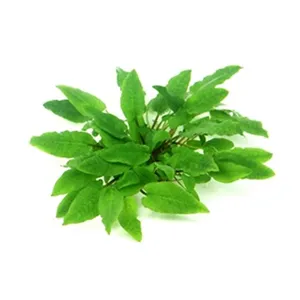 Dennerle Cryptocoryne wendtii Broad Leaf In-Vitro