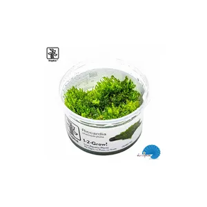 Tropica Riccardia chamedryfolia 1-2 Grow!
