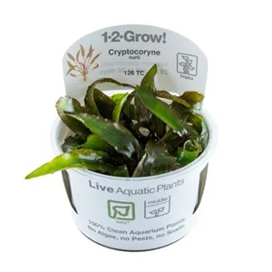 Tropica Cryptocoryne nurii  1-2 Grow!