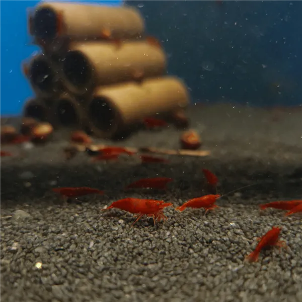 Neocaridina davidi "Red Cherry"