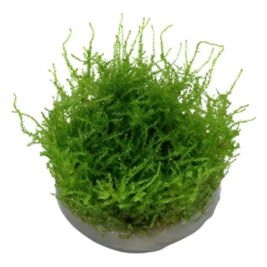 Tropica Vesicularia dubyana 