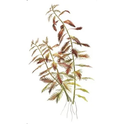 Tropica Proserpinaca palustris 