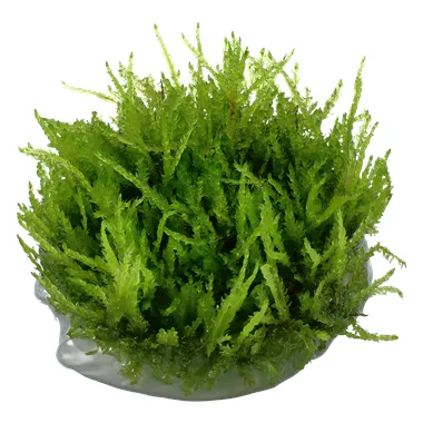 Tropica Vesicularia ferriei "Weeping" 1-2 Grow!