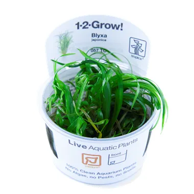 Tropica Blyxa japonica 1-2 Grow!