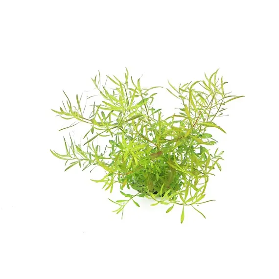 Dennerle Ludwigia arcuata In-Vitro