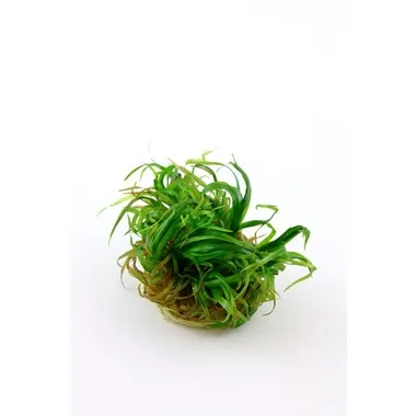 Tropica Blyxa japonica 1-2 Grow!