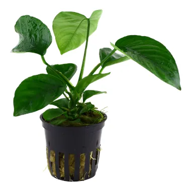 Anubias barteri caladiifolia v blistru