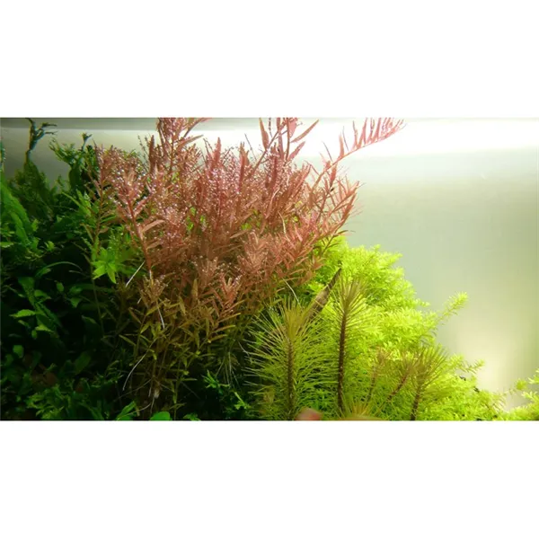 Rotala rotundifolia v blistru