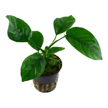 Anubias barteri caladiifolia v blistru