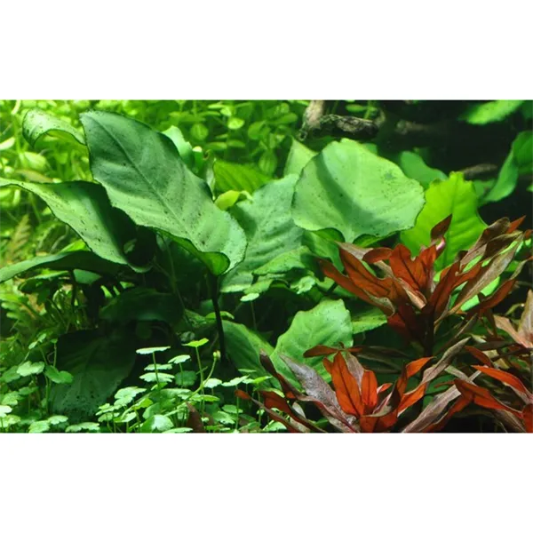 Anubias barteri caladiifolia v blistru