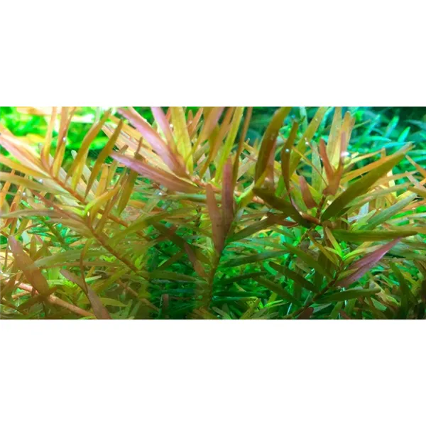 Tropica Rotala rotundifolia 