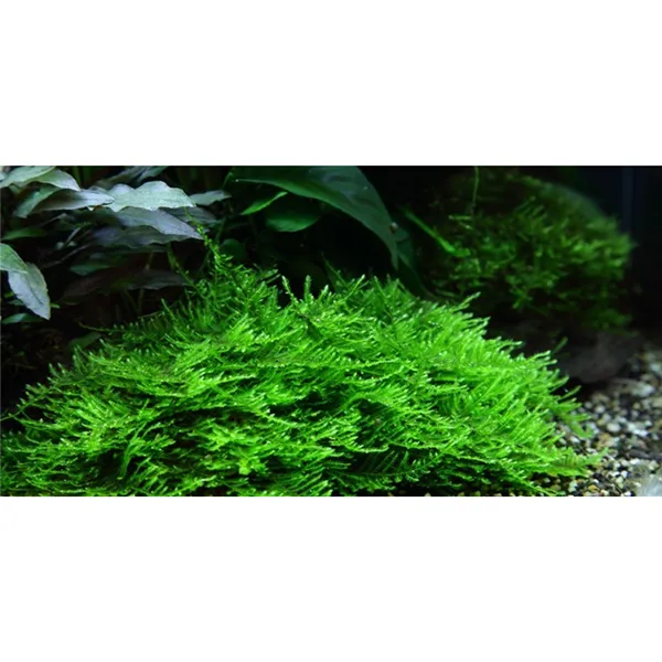 Tropica Taxiphyllum 