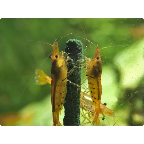 GlasGarten – Shrimp Lollies – Vlašský ořech tyčinky 8 ks