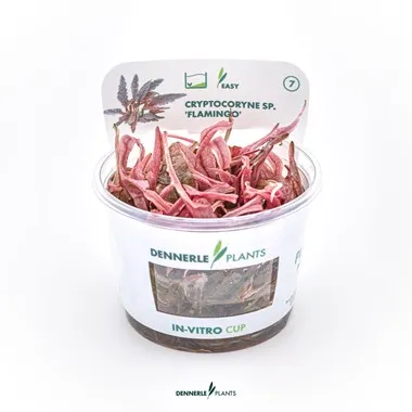 Dennerle Cryptocoryne Flamingo In-Vitro