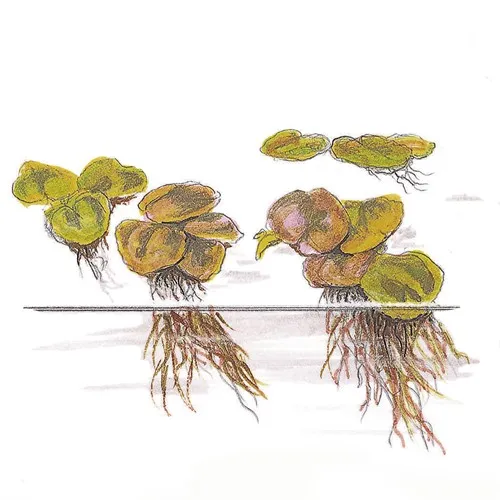 Tropica Phyllanthus fluitans 1-2 Grow!