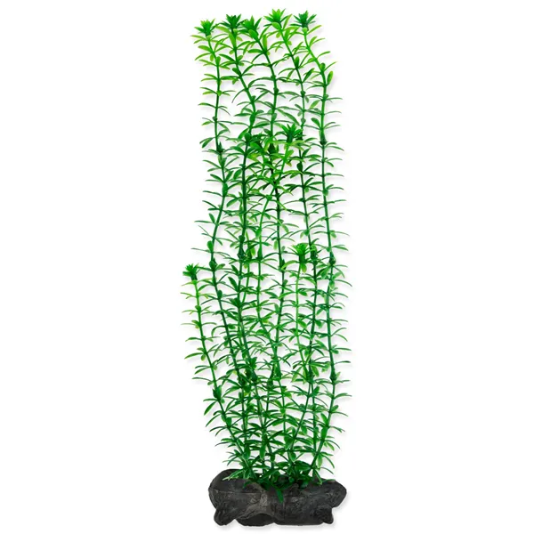 Rostlina Anacharis 30 cm