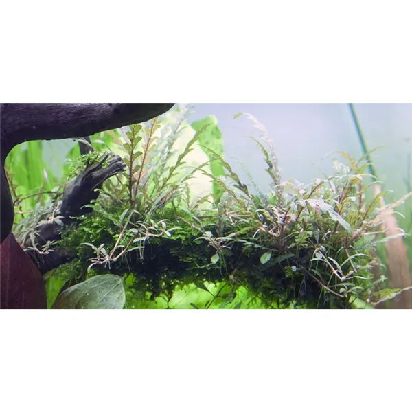 Tropica Hygrophila pinnatifida 1-2 Grow!