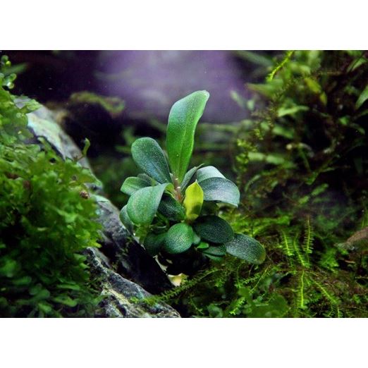 Dennerle Bucephalandra spec. ´Serimbu Brown´ In-Vitro