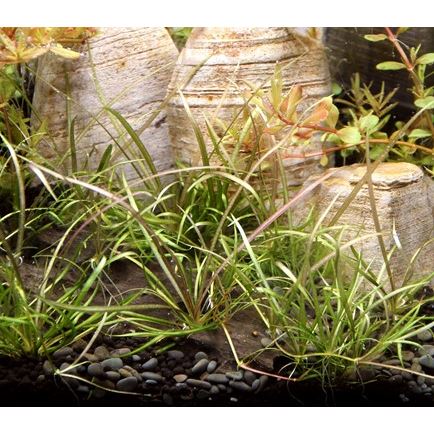 Dennerle Helanthium tenellum ´Red´ In-Vitro