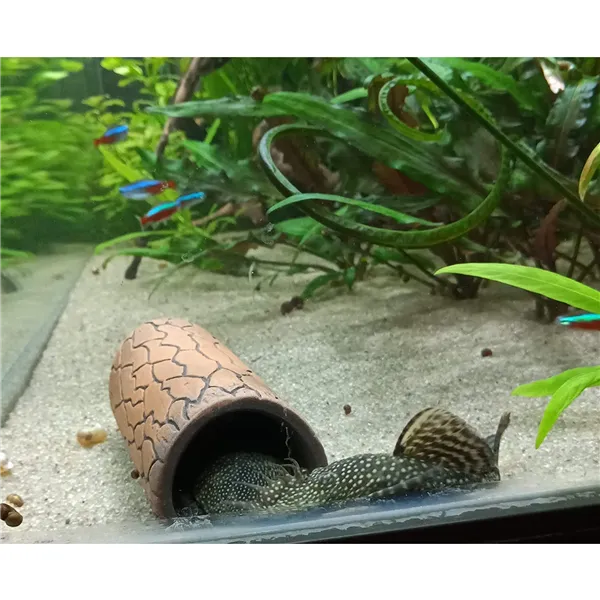 Pleco cave S