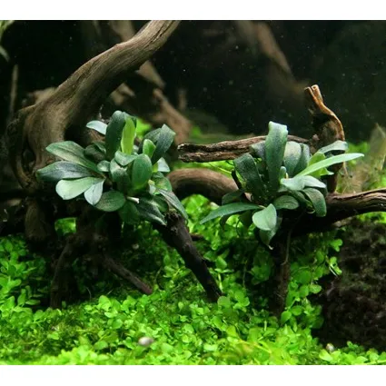 Dennerle Bucephalandra spec. ´Serimbu Brown´ In-Vitro