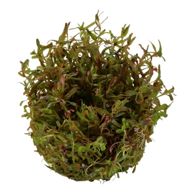 Tropica Rotala rotundifolia 