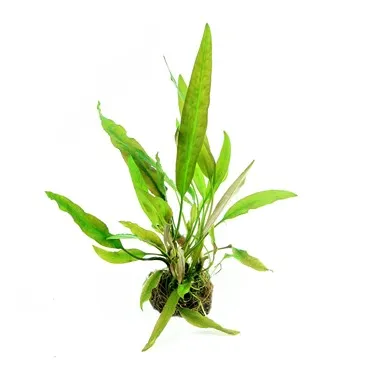 Dennerle Cryptocoryne usteriana In-Vitro