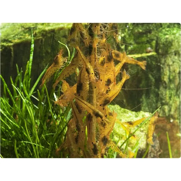 GlasGarten – Shrimp Lollies – Artemie tyčinky 8 ks