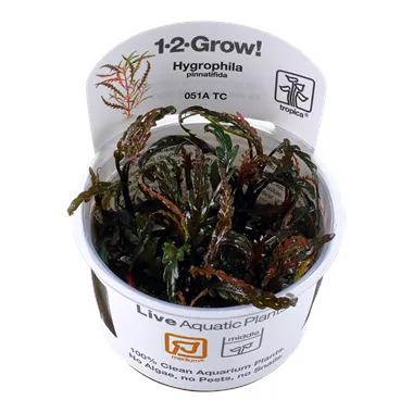 Tropica Hygrophila pinnatifida 1-2 Grow!