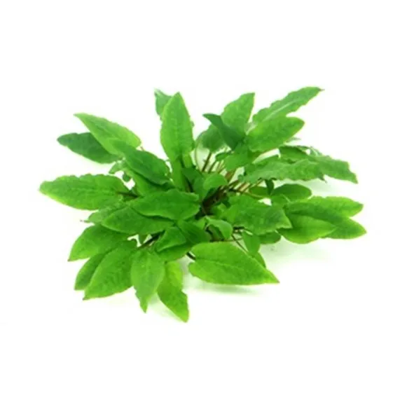 Dennerle Cryptocoryne wendtii Broad Leaf In-Vitro