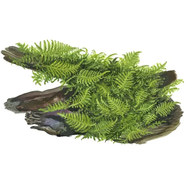 Tropica Vesicularia dubyana 