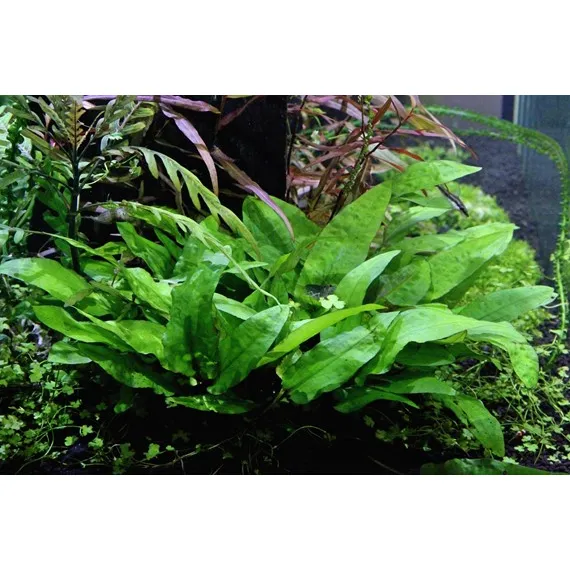 Dennerle Cryptocoryne wendtii Broad Leaf In-Vitro