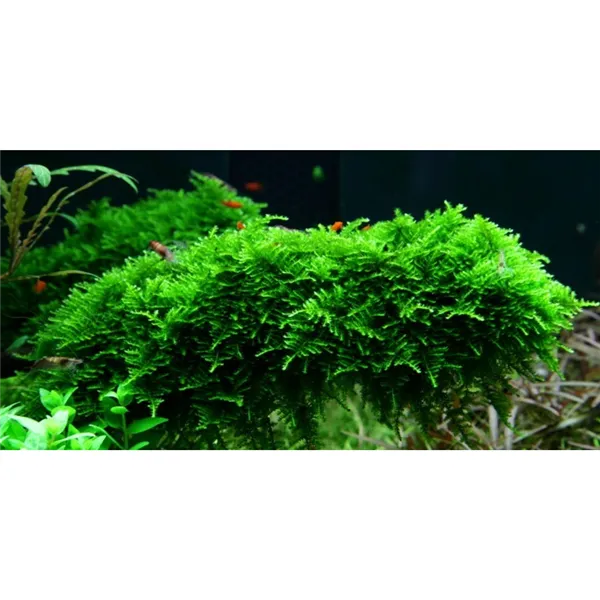 Tropica Vesicularia dubyana 