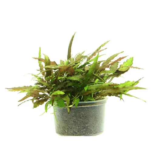 Dennerle Cryptocoryne wendtii Broad Leaf In-Vitro