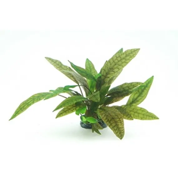 Dennerle Cryptocoryne x purpurea In-Vitro