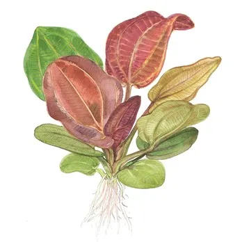 Tropica Echinodorus 