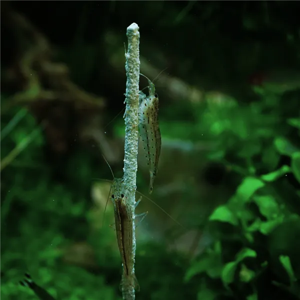 Krevetka Caridina japonica