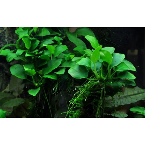 Tropica Anubias 