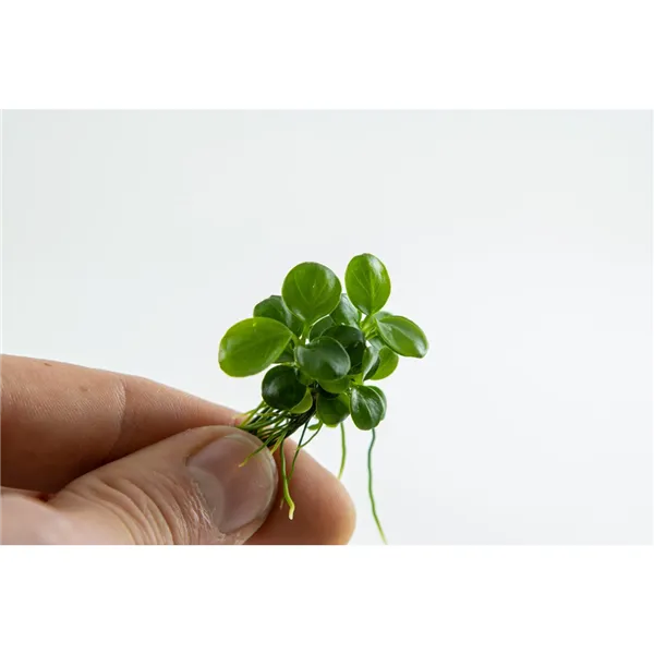 Tropica Anubias ‘Mini Coin’ 1-2-Grow