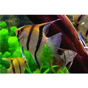 Skalára Amazonská Skalára Amazonská